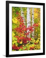 USA, New York, Adirondack Park, Autumn Colors of Birch and Maple Trees-Jaynes Gallery-Framed Photographic Print