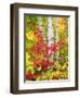 USA, New York, Adirondack Park, Autumn Colors of Birch and Maple Trees-Jaynes Gallery-Framed Premium Photographic Print