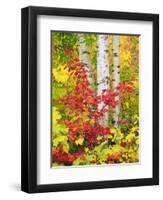 USA, New York, Adirondack Park, Autumn Colors of Birch and Maple Trees-Jaynes Gallery-Framed Premium Photographic Print