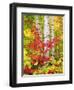 USA, New York, Adirondack Park, Autumn Colors of Birch and Maple Trees-Jaynes Gallery-Framed Premium Photographic Print