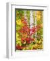 USA, New York, Adirondack Park, Autumn Colors of Birch and Maple Trees-Jaynes Gallery-Framed Premium Photographic Print