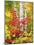 USA, New York, Adirondack Park, Autumn Colors of Birch and Maple Trees-Jaynes Gallery-Mounted Premium Photographic Print