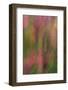 USA, New York, Adirondack State Park. Abstract of flowers and trees.-Jaynes Gallery-Framed Photographic Print