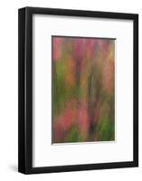 USA, New York, Adirondack State Park. Abstract of flowers and trees.-Jaynes Gallery-Framed Photographic Print