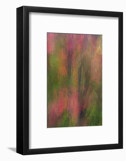 USA, New York, Adirondack State Park. Abstract of flowers and trees.-Jaynes Gallery-Framed Photographic Print