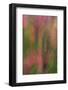 USA, New York, Adirondack State Park. Abstract of flowers and trees.-Jaynes Gallery-Framed Photographic Print