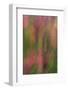 USA, New York, Adirondack State Park. Abstract of flowers and trees.-Jaynes Gallery-Framed Photographic Print