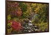 USA, New York, Adirondack State Park. Stream and forest in autumn.-Jaynes Gallery-Framed Photographic Print