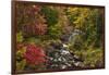 USA, New York, Adirondack State Park. Stream and forest in autumn.-Jaynes Gallery-Framed Photographic Print