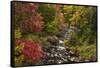 USA, New York, Adirondack State Park. Stream and forest in autumn.-Jaynes Gallery-Framed Stretched Canvas