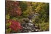 USA, New York, Adirondack State Park. Stream and forest in autumn.-Jaynes Gallery-Stretched Canvas
