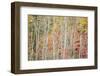 USA, New York, Adirondacks. Keene, autumn foliage past peak-Ann Collins-Framed Photographic Print