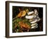 USA, New York, Adirondacks. Long Lake, fungi growing at base of tree next to Forked Lake-Ann Collins-Framed Photographic Print