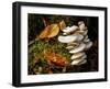 USA, New York, Adirondacks. Long Lake, fungi growing at base of tree next to Forked Lake-Ann Collins-Framed Photographic Print