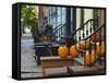 USA, New York, Brooklyn, Brooklyn Heights, Halloween Pumpkins-Alan Copson-Framed Stretched Canvas