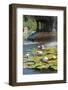 USA, New York, Central Park, Angel of the Waters, in Bethesda Fountain (sculpted 1873)-Samuel Magal-Framed Photographic Print