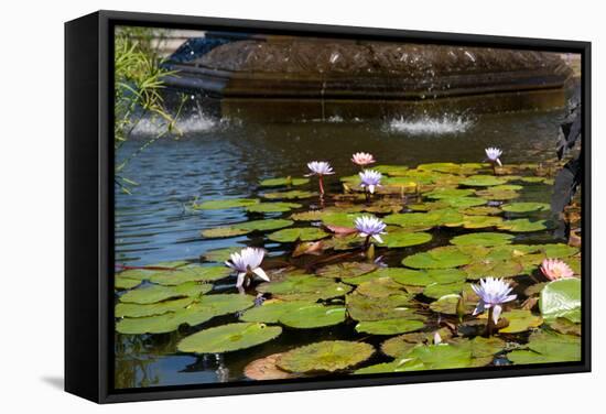 USA, New York, Central Park, Fountain and water lily-Samuel Magal-Framed Stretched Canvas