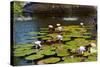 USA, New York, Central Park, Fountain and water lily-Samuel Magal-Stretched Canvas