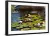 USA, New York, Central Park, Fountain and water lily-Samuel Magal-Framed Photographic Print