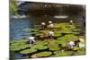 USA, New York, Central Park, Fountain and water lily-Samuel Magal-Mounted Photographic Print