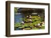 USA, New York, Central Park, Fountain and water lily-Samuel Magal-Framed Photographic Print