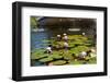 USA, New York, Central Park, Fountain and water lily-Samuel Magal-Framed Photographic Print