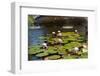 USA, New York, Central Park, Fountain and water lily-Samuel Magal-Framed Photographic Print