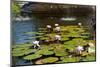 USA, New York, Central Park, Fountain and water lily-Samuel Magal-Mounted Photographic Print