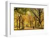 Usa, New York City, Manhattan, Central Park, the Mall-Michele Falzone-Framed Premium Photographic Print