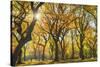 Usa, New York City, Manhattan, Central Park, the Mall-Michele Falzone-Stretched Canvas