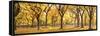 Usa, New York City, Manhattan, Central Park, the Mall-Michele Falzone-Framed Stretched Canvas