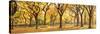 Usa, New York City, Manhattan, Central Park, the Mall-Michele Falzone-Stretched Canvas