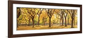 Usa, New York City, Manhattan, Central Park, the Mall-Michele Falzone-Framed Photographic Print