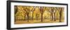 Usa, New York City, Manhattan, Central Park, the Mall-Michele Falzone-Framed Photographic Print