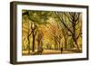 Usa, New York City, Manhattan, Central Park, the Mall-Michele Falzone-Framed Photographic Print