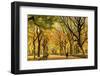 Usa, New York City, Manhattan, Central Park, the Mall-Michele Falzone-Framed Photographic Print