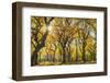 Usa, New York City, Manhattan, Central Park, the Mall-Michele Falzone-Framed Photographic Print