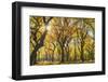 Usa, New York City, Manhattan, Central Park, the Mall-Michele Falzone-Framed Photographic Print