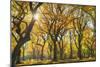 Usa, New York City, Manhattan, Central Park, the Mall-Michele Falzone-Mounted Photographic Print