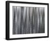 USA, New York State. Abstract reflection of winter trees.-Chris Murray-Framed Photographic Print