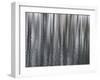 USA, New York State. Abstract reflection of winter trees.-Chris Murray-Framed Photographic Print