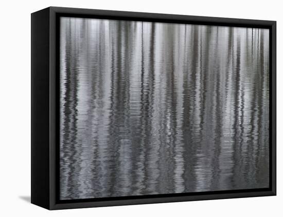 USA, New York State. Abstract reflection of winter trees.-Chris Murray-Framed Stretched Canvas