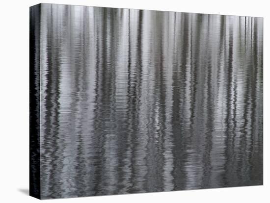 USA, New York State. Abstract reflection of winter trees.-Chris Murray-Stretched Canvas