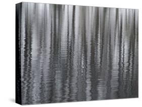 USA, New York State. Abstract reflection of winter trees.-Chris Murray-Stretched Canvas