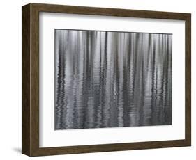 USA, New York State. Abstract reflection of winter trees.-Chris Murray-Framed Photographic Print