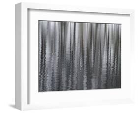 USA, New York State. Abstract reflection of winter trees.-Chris Murray-Framed Photographic Print