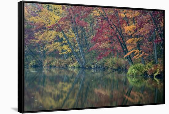 USA, New York State. Autumn trees reflected, Beaver Lake Nature Center.-Chris Murray-Framed Stretched Canvas