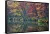 USA, New York State. Autumn trees reflected, Beaver Lake Nature Center.-Chris Murray-Framed Stretched Canvas