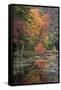 USA, New York State. Autumn trees reflected in Oxbow Lake Outlet, Adirondack Mountains-Chris Murray-Framed Stretched Canvas