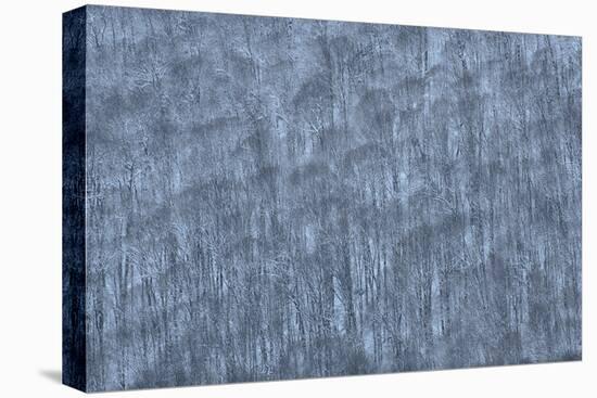 USA, New York State. Hillside of winter trees.-Chris Murray-Stretched Canvas